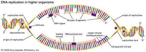 Pengertian Dan Proses Replikasi Dna