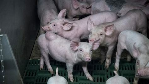Undercover Images From Award Winning Pig Farms Show Shocking Suffering