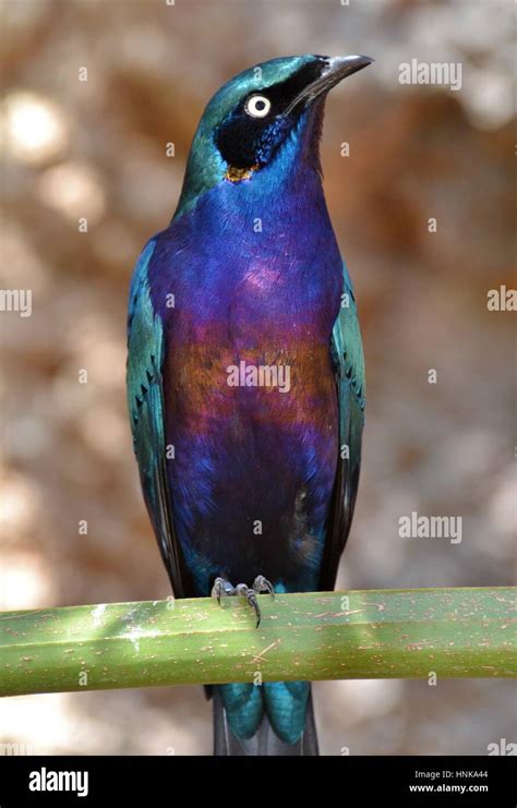 Iridescent Blue Bird Africa High Resolution Stock Photography And