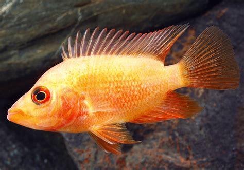 How To Pet A Red Devil Cichlid Healthily At Home