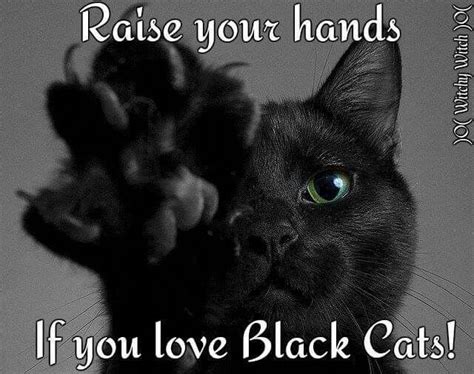 Pin On Black Cats