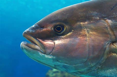 The Main Differences Between Almaco Jack Vs Amberjack Funcfish