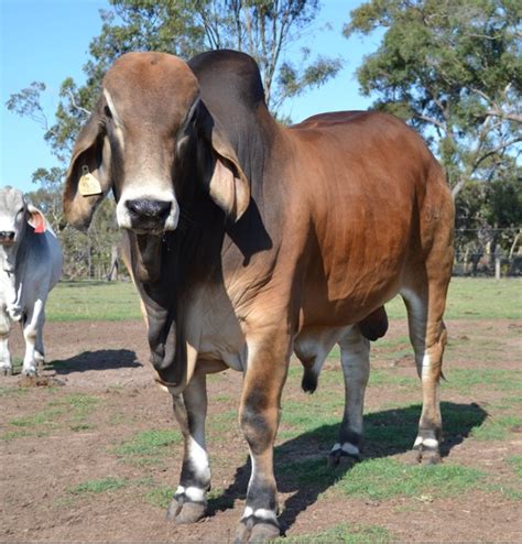 Registered Red Brahman Bull Livestock Beef Cattle Bulls For
