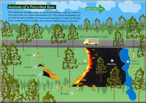 Better Forest Management Wont End Wildfires But It Can Reduce The