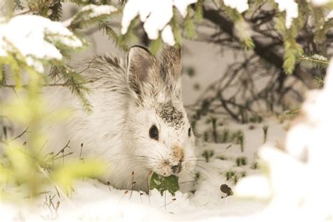Download 1925x1286 Rabbit Hare Snow Winter Wildlife Bunny