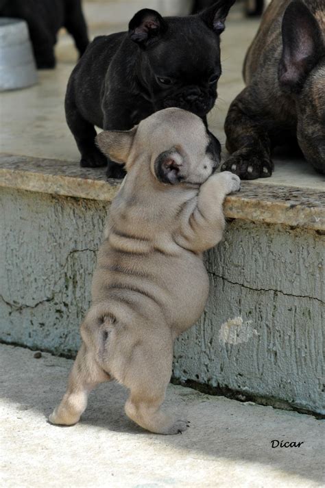 Lancaster puppies advertises puppies for sale in pa, as well as ohio, indiana, new york and other states. French Bulldog Puppies Ohio Under 1000