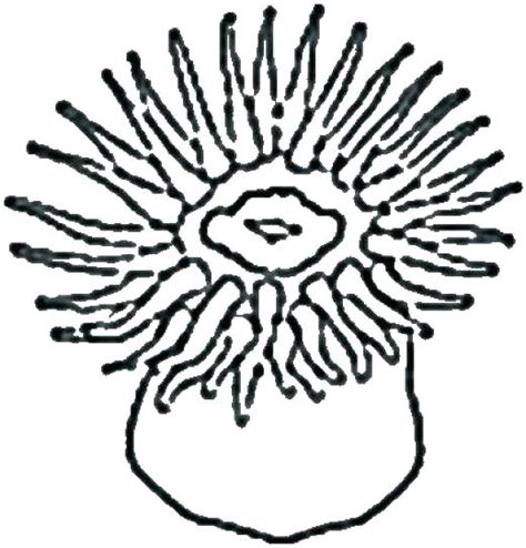 Sea Urchin Coloring Page At Free Printable Colorings
