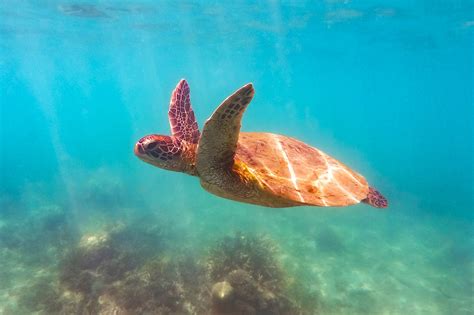 The 3 Best Spots To Swim With Turtles In Tropical North Queensland
