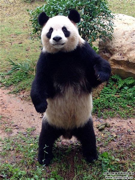 Pin By Harm Ter Schuur On Animals And Pets Panda Bear Giant Panda Panda