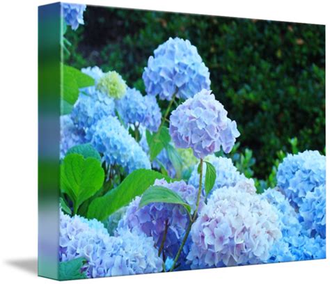 Hydrangea Garden Landscape Summer Floral Blue By Baslee Troutman Fine