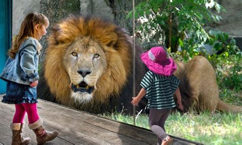 Best Wild Animals At The Zoo Compilation Kid And Animals Play