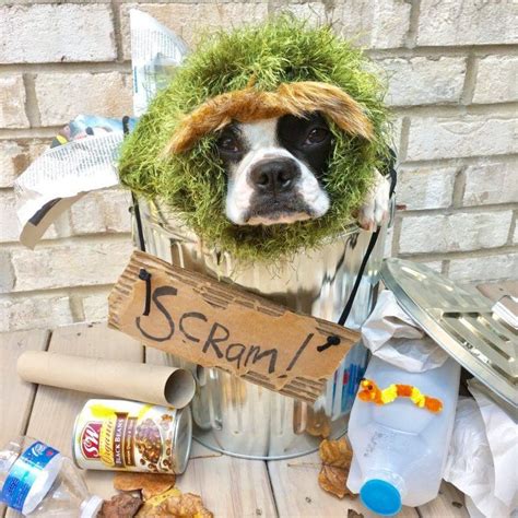 The 70 Absolute Best Pet Costumes We Have Ever Seen Petful Pet