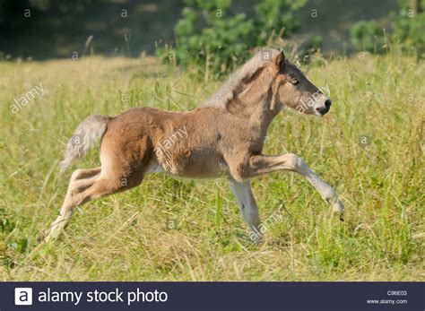 Icelandic Horse Foal Galloping In The Field Stock Photo Alamy