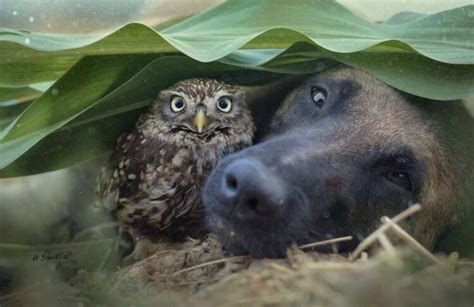 A Dog And His Owl Raww