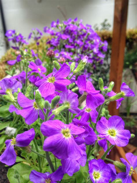 It is a unique flower by its majestic royal presences, the plant blooms in its distinctive form for several weeks before they die, and their flowering occurs once during its. Aubrietia in full bloom, smothered in violet flowers that ...