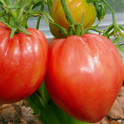 Tomato Bulls Heart — Green Acres Nursery And Supply