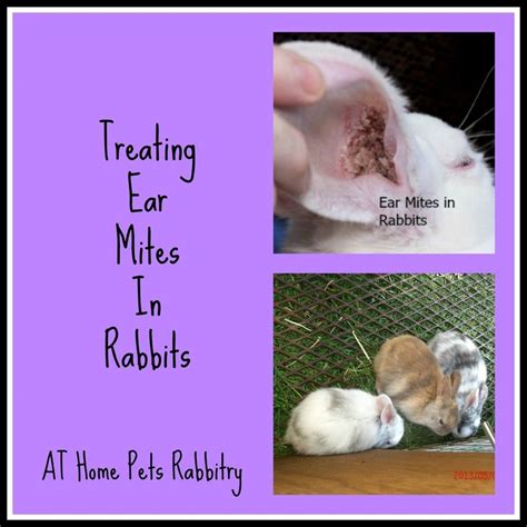 Earmites In Rabbits Pet Bunny House Rabbit Rabbit Care