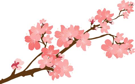 Download Cherry Blossom Clipart At Getdrawings Transparent Cherry