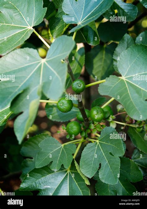 Figs Growing On Fig Tree With Fruits And Leaf Shape Visible Stock Photo