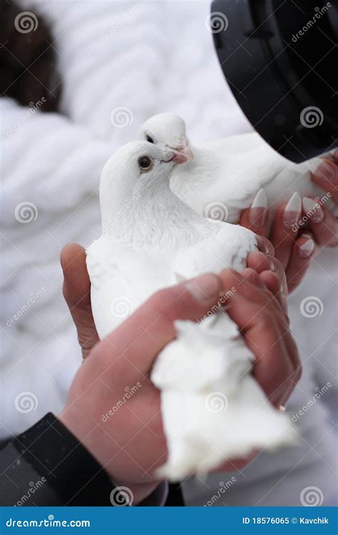 Two White Pigeons Stock Image Image Of Love Care Marriage 18576065