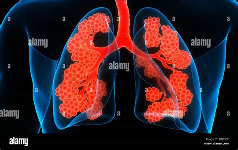 Human Respiratory System Lungs With Alveoli Anatomy Stock Photo Alamy