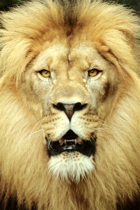 Majestic Lion Free Stock Photo Public Domain Pictures