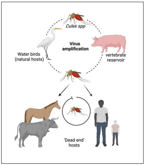 Vaccines Free Full Text Japanese Encephalitis Virus An Update On The Potential Antivirals