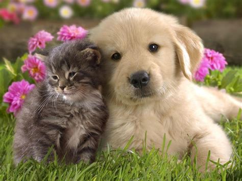Tips Mengobati Scabies Pada Kucing, Anjing dan Kelinci Secara Alami dan