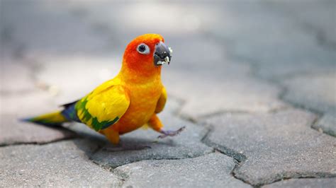 Cute Parrots Cute Colorful Prroat Parrot Pet Parrot Toys Parrot Bird