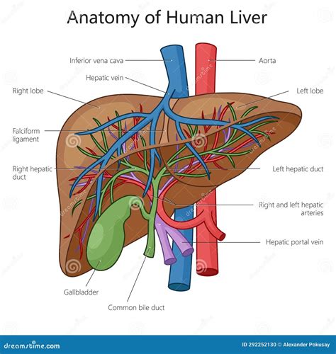 Human Liver Anatomy Structure Diagram Science Stock Illustration