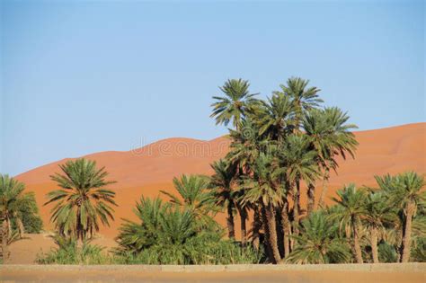 Palm Tree Oasis In Sand Desert Stock Photo Image Of Green Island 62865928