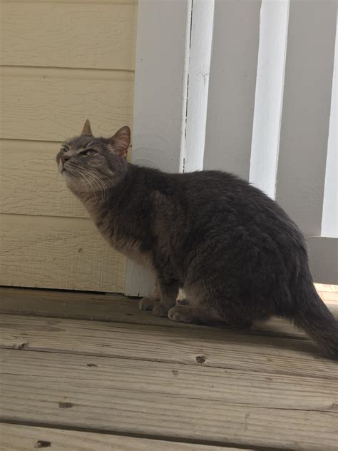 You can consult your vet about how many calories your cat should be eating in a day.) have a cat who won't stand for an. I let my indoor cat outside for the first time in years ...