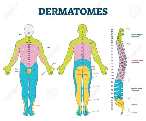 Female Dermatome Chart Dermatomes Chart And Map The Best Porn Website