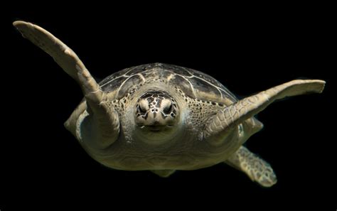 Żółw Zielony Morze Darmowe zdjęcie na Pixabay Pixabay