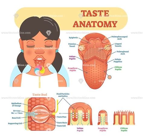 Taste Anatomy Vector Illustration Diagram Tongue Taste Buds Biology