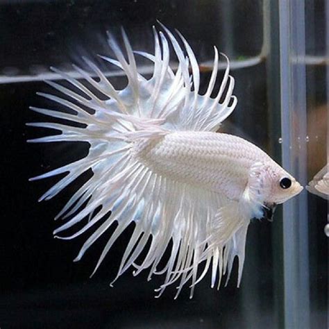 Buy Milky White Crowntail Betta Aquarium Fish Online A