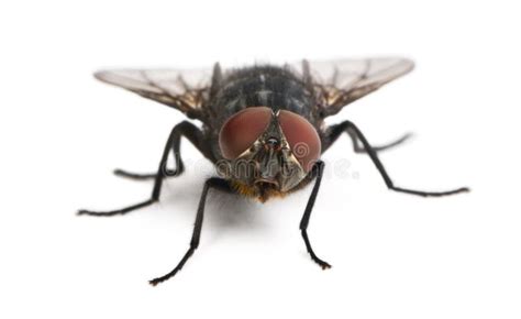 Housefly Musca Domestica Stock Photo Image Of Animal 13816632