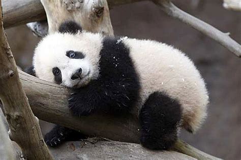 Cute Baby Panda Pictures Amazing Creatures