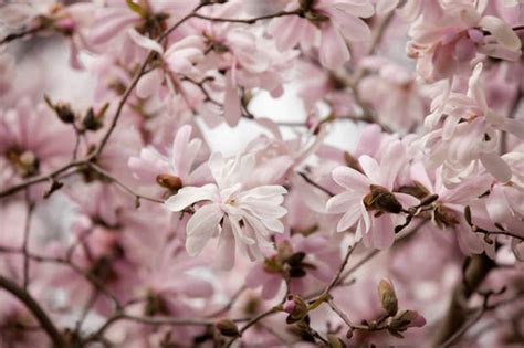 Not only do they provide an early and welcome flowering crabapples are beautiful contributors to the landscape in all four seasons of the year. Beautiful Spring Blooming Trees | The Garden Glove