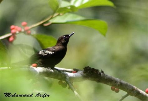info burung kicau pemakan buah, serangga, dan biji-bijian: April 2014