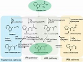 Engineering Auxin Pathways for Flexible and Simple One-Pot Biosynthesis