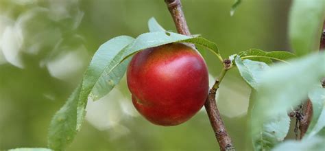 How To Prune A Nectarine Tree The Right Way Fantastic Gardeners Guide