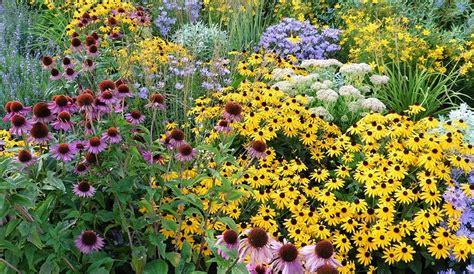 Enjoy The Vast Array Of Colors Summer Perennials Can Bring To Your