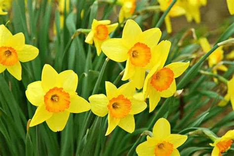 Great List Of Perennials And Shrubs With Early Spring Flowers So