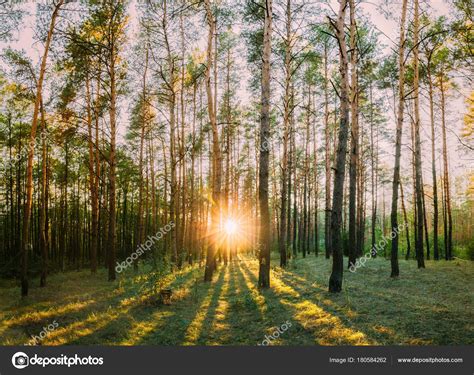 Sun Shining Through Forest Trees Woods Sunset Sunrise In