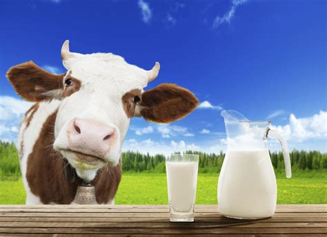 Why Should Drink Cows Milk