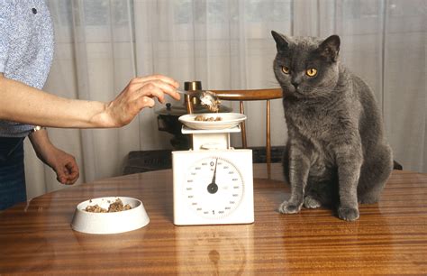 Feeling unsure how much to feed your new pet? How Much Food Should I Feed My Cat? - TheCatSite Articles