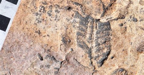 New Clues Emerging From Fossils Found In The Oldest Soils On Earth