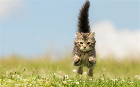 Wallpaper Kitten Running Jump Wildflowers 1920x1200 Hd Picture Image