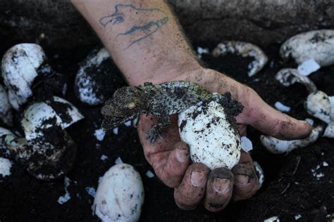 Cuban Scientists Race To Save One Of The Worlds Rarest Crocodiles